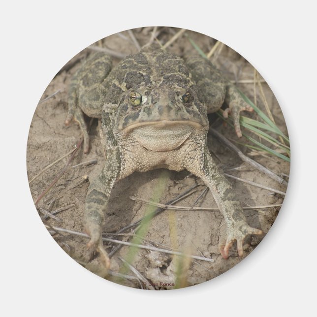 Íman R10 Prairie Toad (Frente)