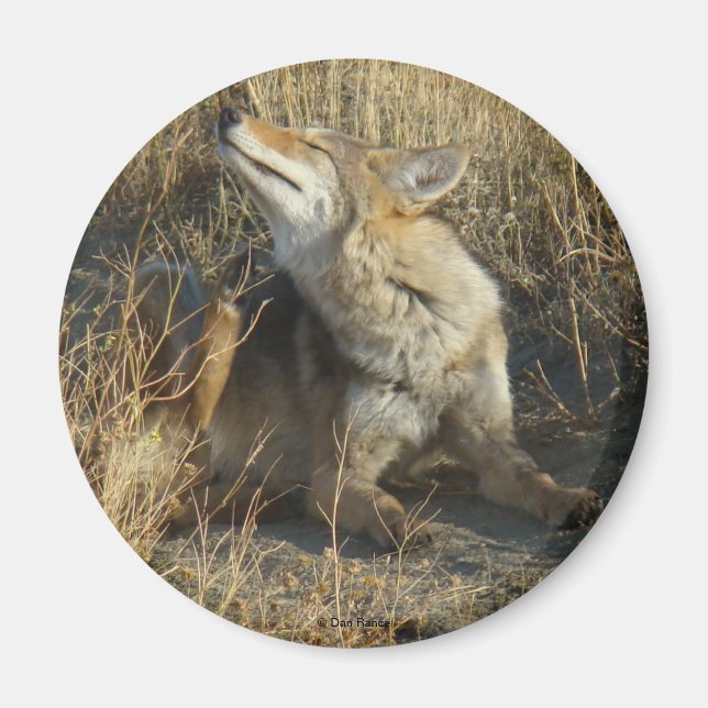 Íman R17 Coyote Coçando (Frente)
