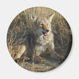 Íman R18 Coyote Lay