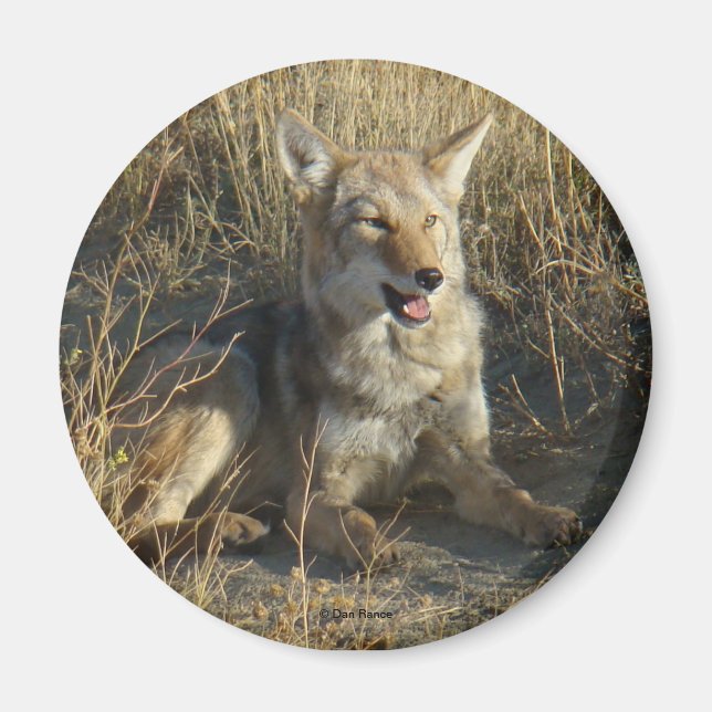 Íman R18 Coyote Lay (Frente)