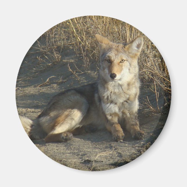 Íman R19 Coyote Deitado (Frente)