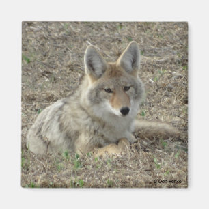 Íman R22 Coyote Deitado