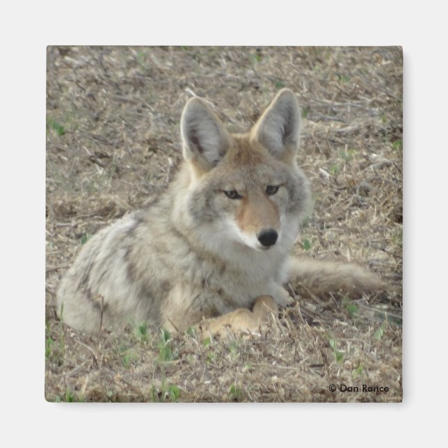 Íman R22 Coyote Deitado (Frente)