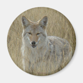 Íman R2 Coyote em Grama Alta