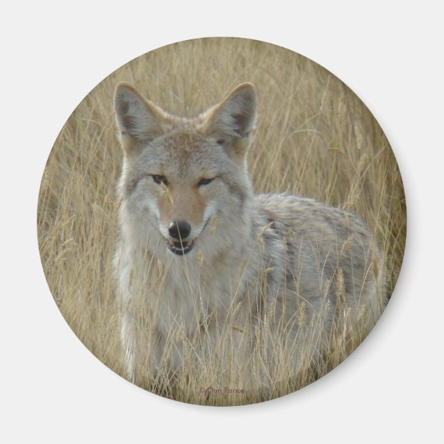 Íman R2 Coyote em Grama Alta (Frente)