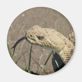 Íman R8 Prairie Rattlesnake Head Shot