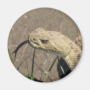 Íman R8 Prairie Rattlesnake Head Shot