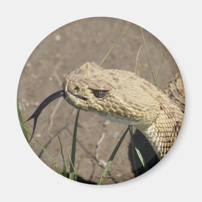 Íman R8 Prairie Rattlesnake Head Shot (Frente)