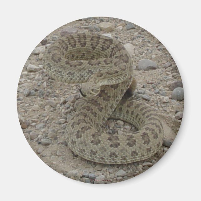 Íman R9 Cascavel Rattlesnake (Frente)