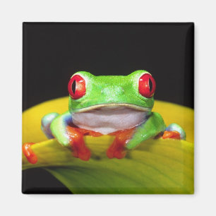 Íman Rã-arbórea-de-olho-vermelho, Agalychinis callidrya