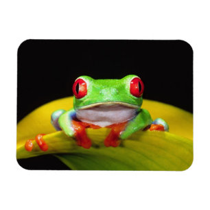 Íman Rã-arbórea-de-olho-vermelho, Agalychinis callidrya