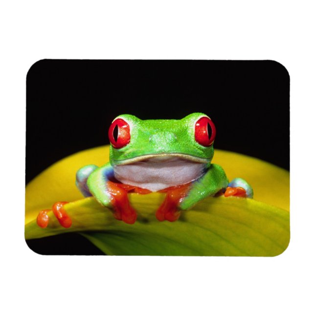 Íman Rã-arbórea-de-olho-vermelho, Agalychinis callidrya (Horizontal)