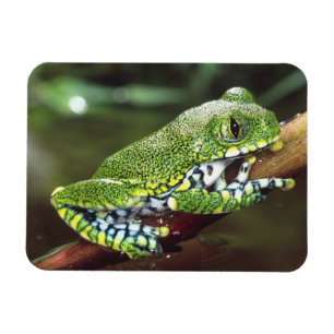 Íman Rã-arbórea de olhos grandes, Leptopelis vermiculat