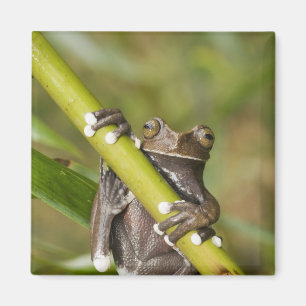 Íman Rã-árvore Cativa Tapichalaca Hyloscirtus