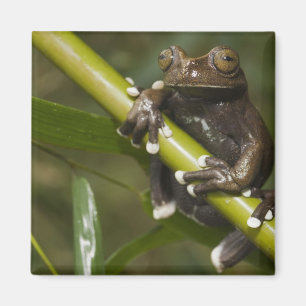 Íman Rã-árvore Cativa Tapichalaca Hyloscirtus 2