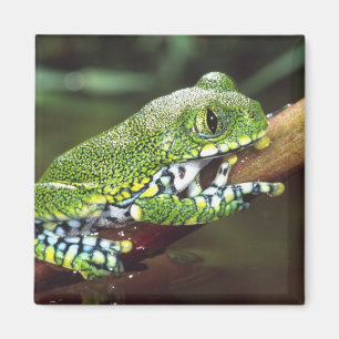 Íman Rã-Árvore de Olho Grande, Leptopelis vermiculatus,