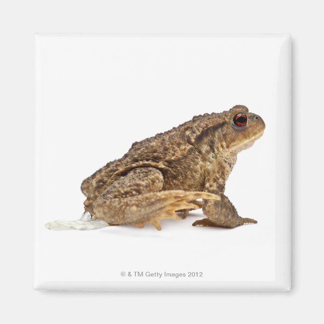 Íman Rã comum ou sapo europeu (Bufo bufo) mijando (Frente)