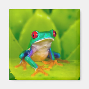 Íman Rã de olhos vermelhos, Costa Rica