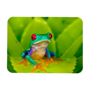 Íman Rã de olhos vermelhos, Costa Rica