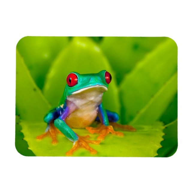 Íman Rã de olhos vermelhos, Costa Rica (Horizontal)