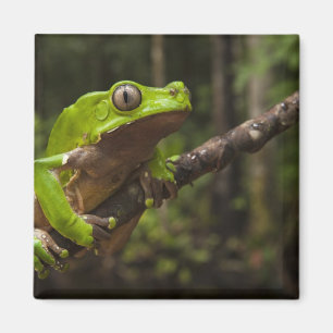Íman Rã folha gigante Phyllomedusa bicolor)