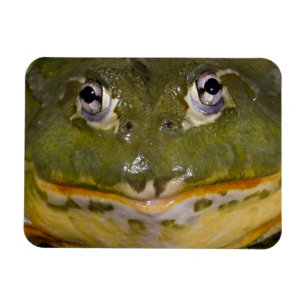 Íman Rã-Touro-Africana, Pyxicephalus