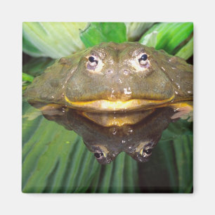 Íman Rã-Touro-Africana, Pyxicephalus 2