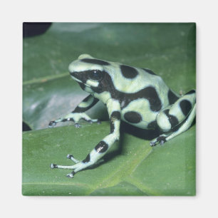 Íman Rã-veneno, (Dendrobates auratus) Cahuita