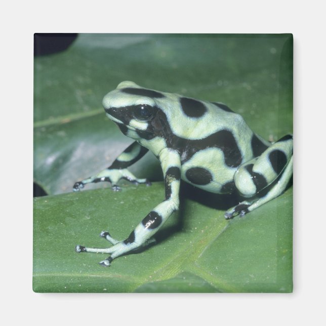 Íman Rã-veneno, (Dendrobates auratus) Cahuita (Frente)