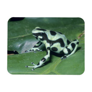Íman Rã venenosa, (Dendrobates auratus) Cahuita