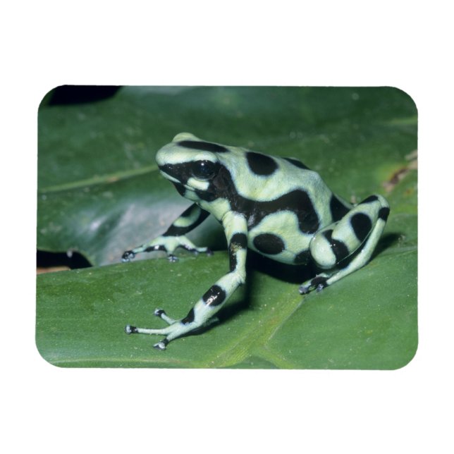 Íman Rã venenosa, (Dendrobates auratus) Cahuita (Horizontal)