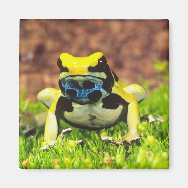 Íman Rã-venenosa, Dendrobates tinctorius, (Frente)
