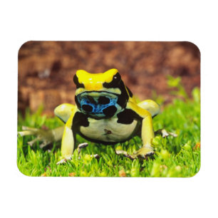 Íman Rã venenosa, Dendrobates tinctorius,