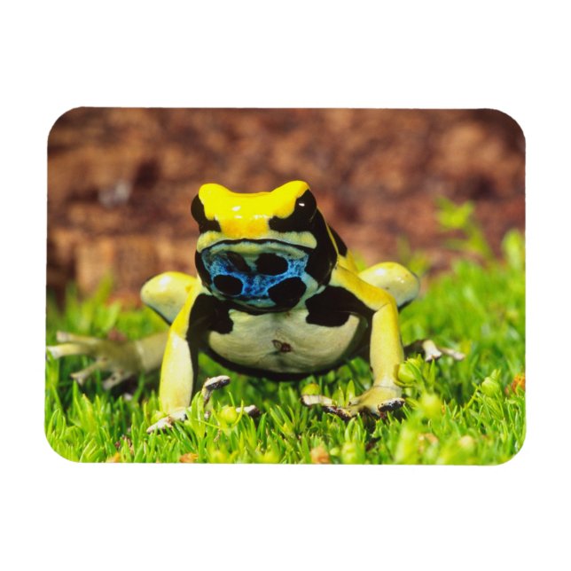 Íman Rã venenosa, Dendrobates tinctorius, (Horizontal)