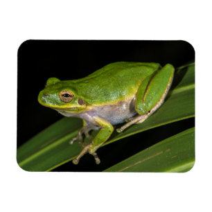 Íman Rã-verde (Hyla cinerea) 2