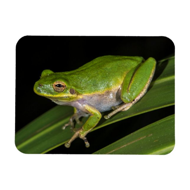 Íman Rã-verde (Hyla cinerea) 2 (Horizontal)