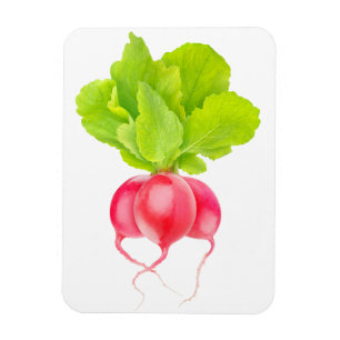 Íman Rábanos vermelhos