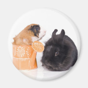 Íman rabbit and guinea pig