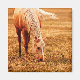 Íman Raça de Cavalo