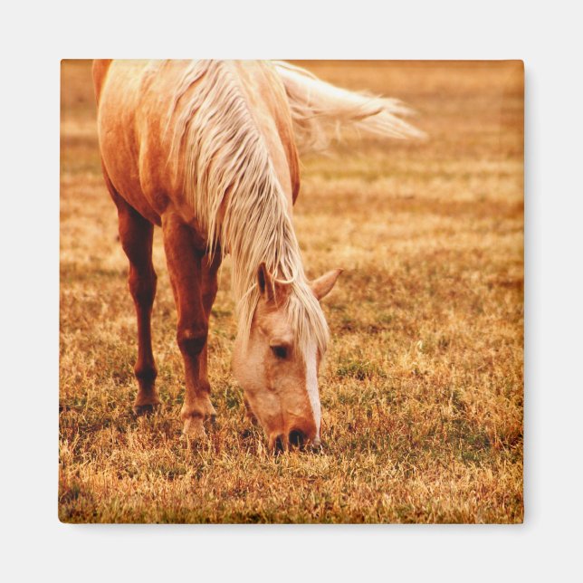 Íman Raça de Cavalo (Frente)