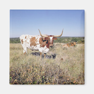 Íman Raça de Texas Longhorn (foto)