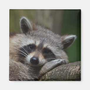 Íman Raccoon