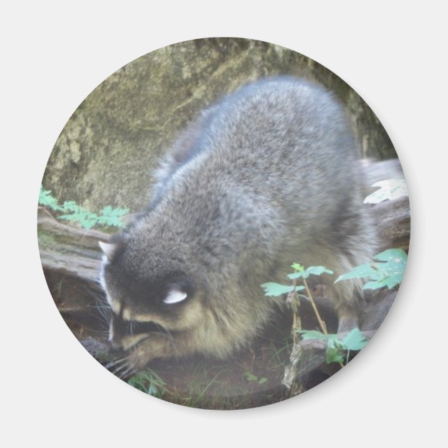 Íman Raccoon (Frente)