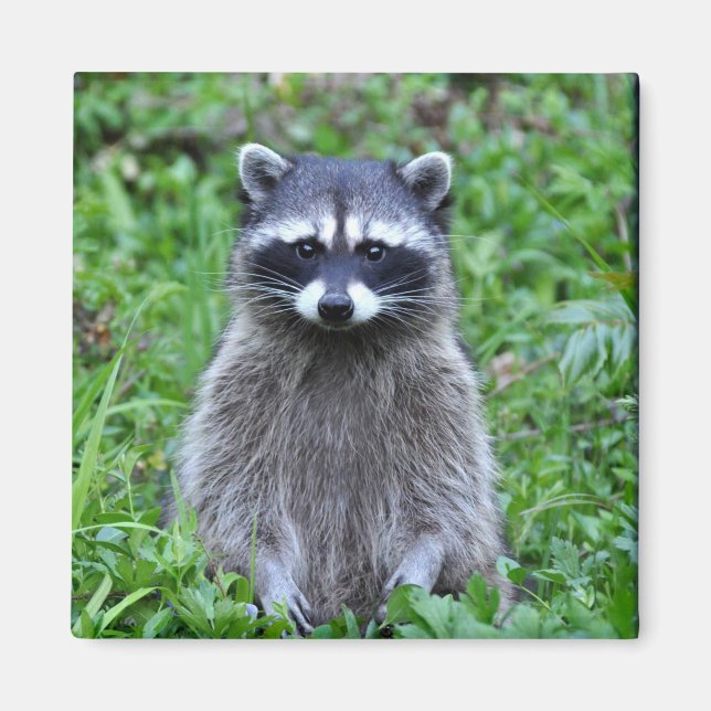 Íman Raccoon (Frente)
