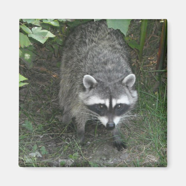 Íman Raccoon (Frente)
