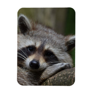 Íman Raccoon