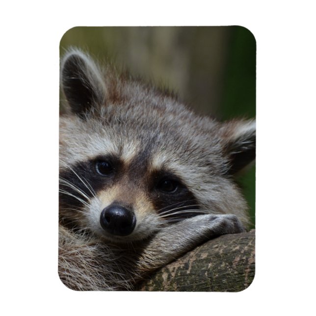 Íman Raccoon (Vertical)