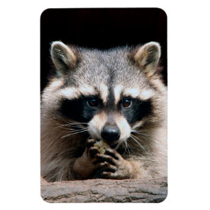 Íman Raccoon 004