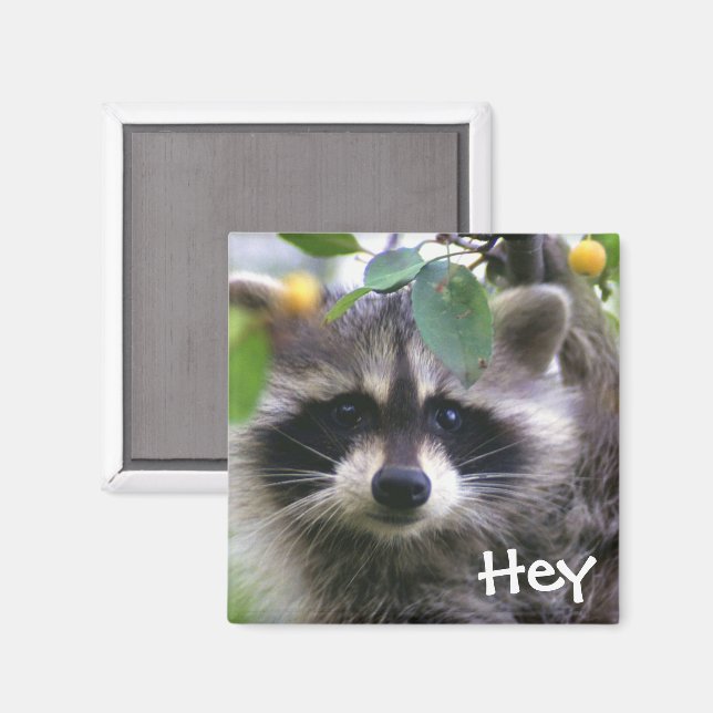 Íman Raccoon em Crabapple Tree Magnet (Front/Back)