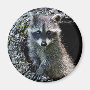 Íman Raccoon no Den
